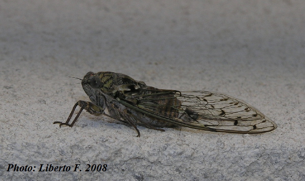 Cicada orni